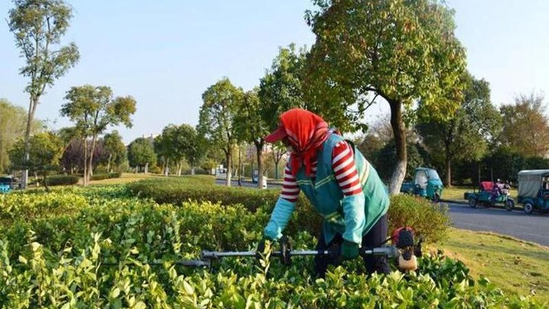 苗木种植技术视频教程：掌握关键步骤，提升成活率**